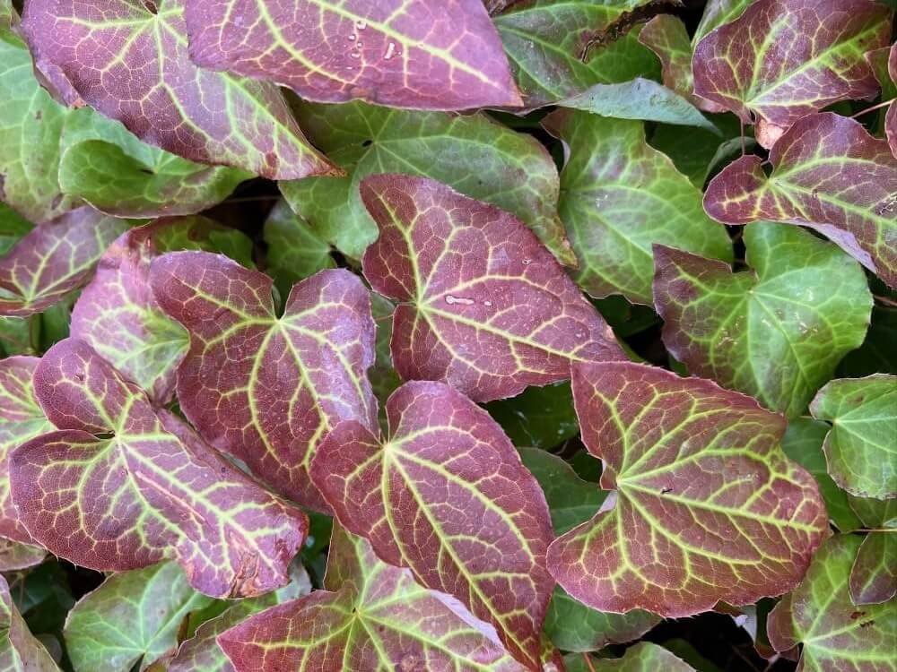 BARRENWORT (Epimedium)