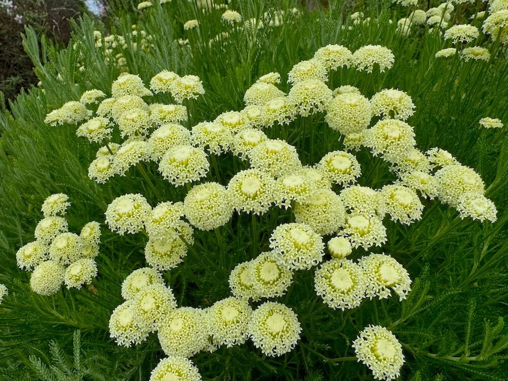 LAVENDER COTTON (Santolina)