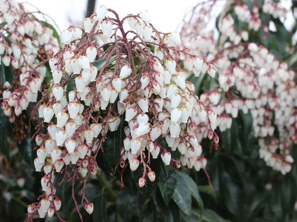 Pieris japonica 'Dorothy Wyckoff'