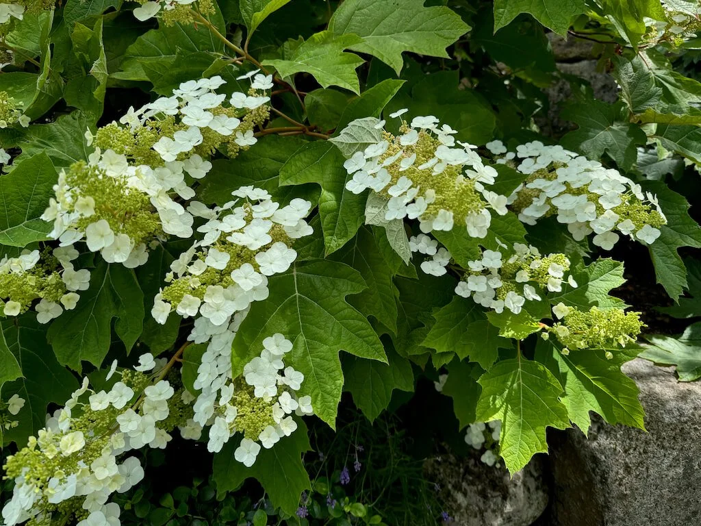 OAKLEAF HYDRANGEA