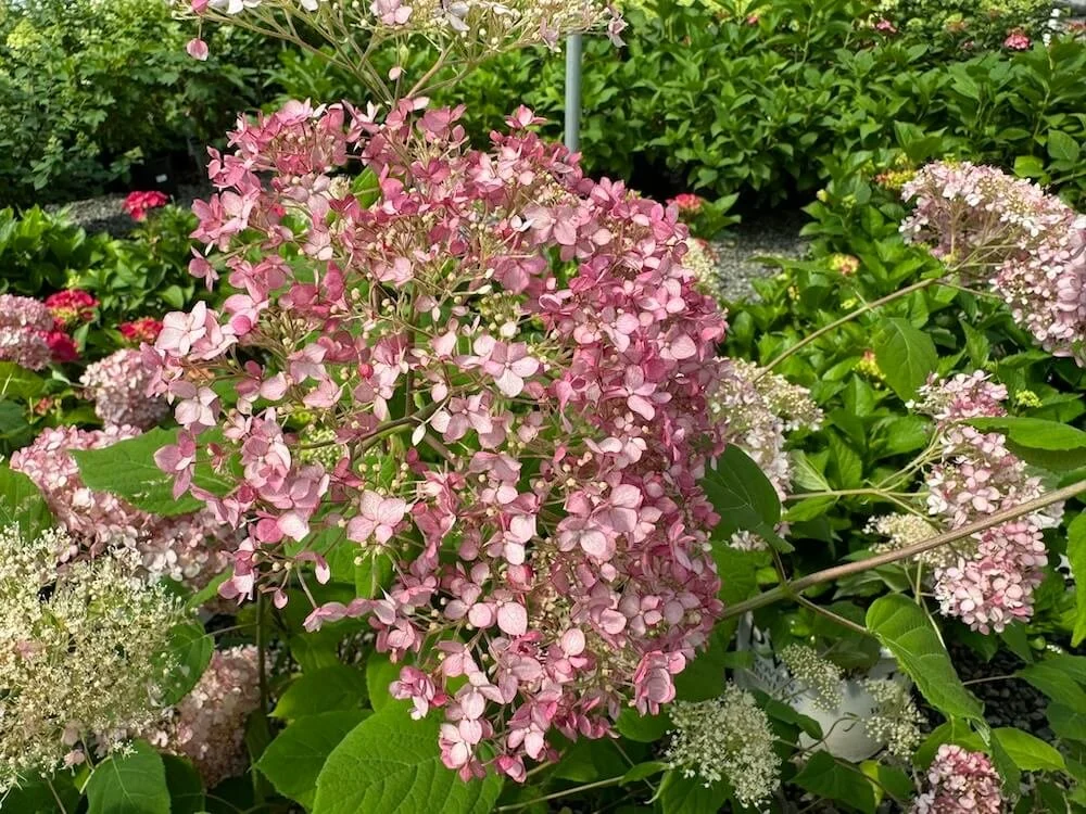 Hydrangea arborescens 'Pinkerella'