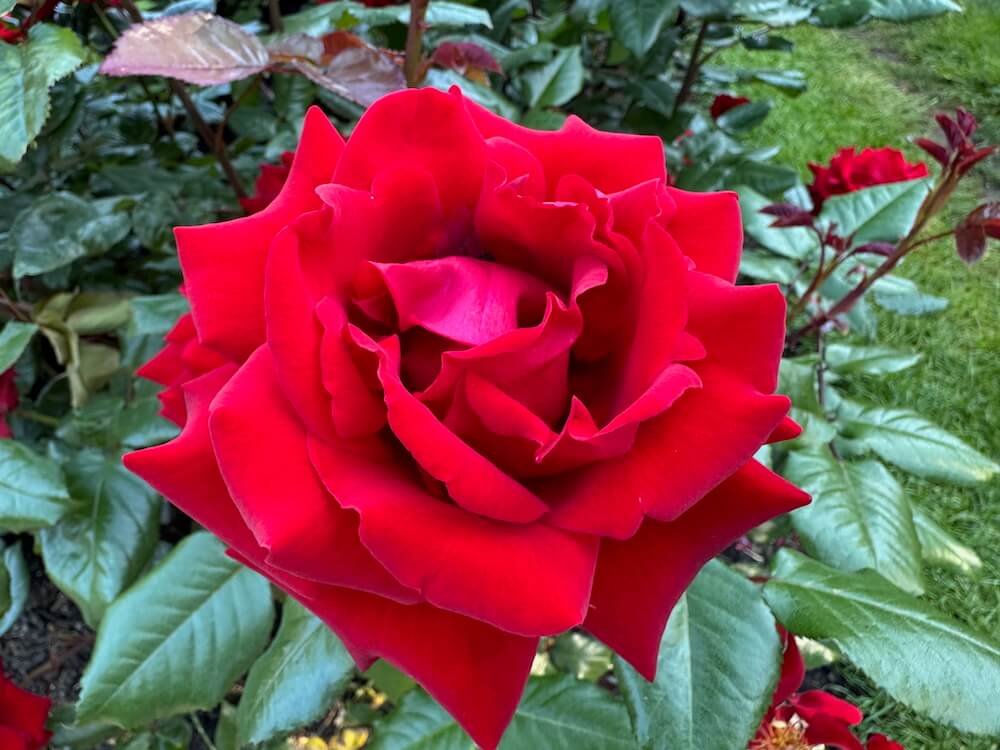 Rosa 'Crimson Bouquet'