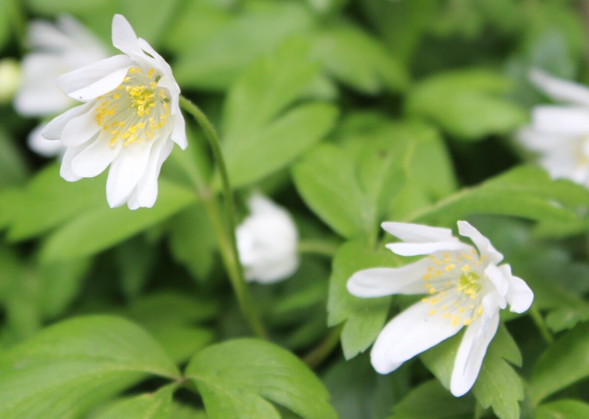 Anemone nemorosa