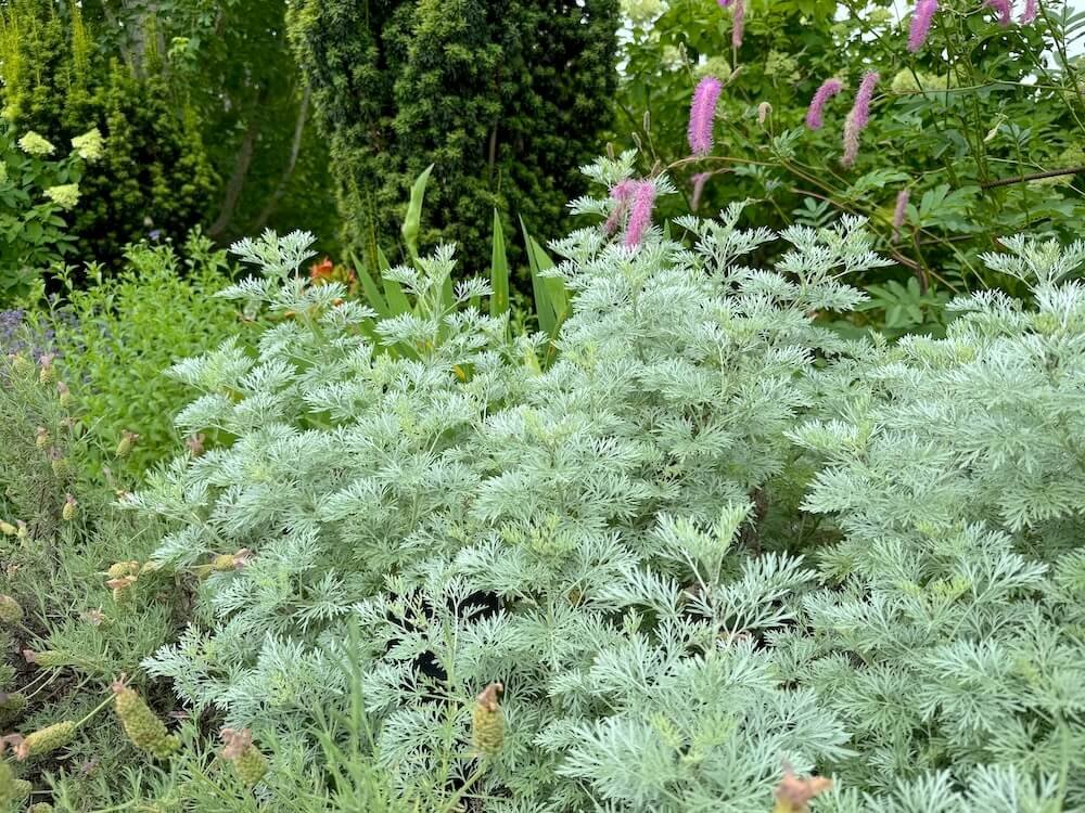 Artemisia 'Powis Castle'