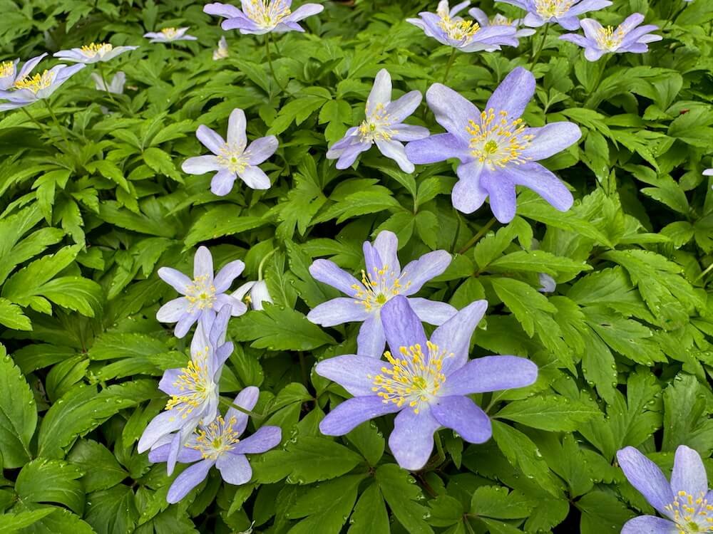 Anemone nemorosa 'Allenii'