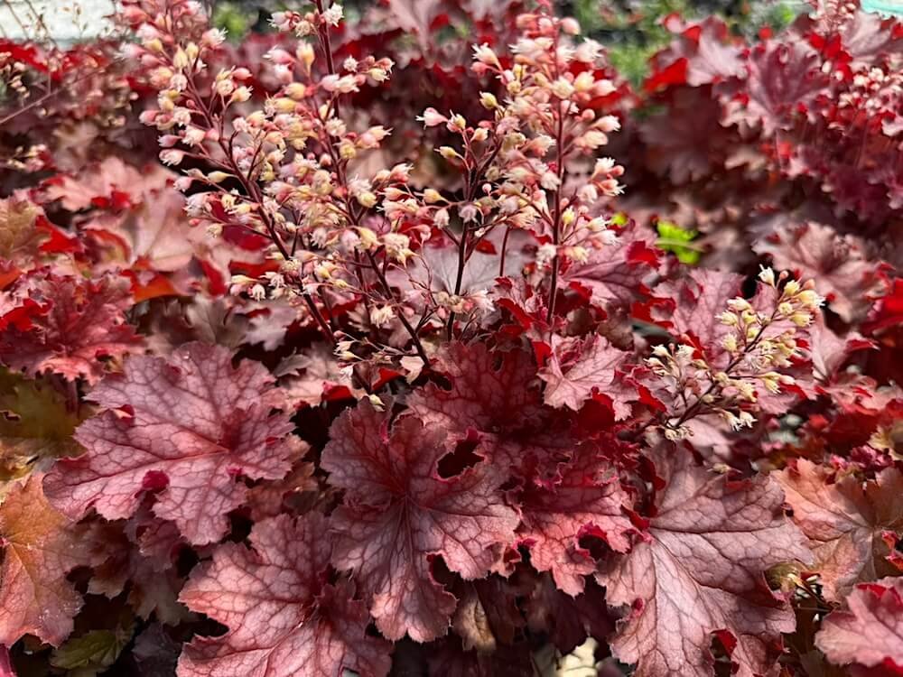 Heuchera 'Ruby Tuesday'