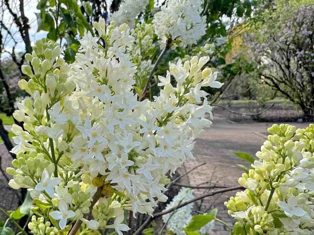 Syringa vulgaris 'Primrose'