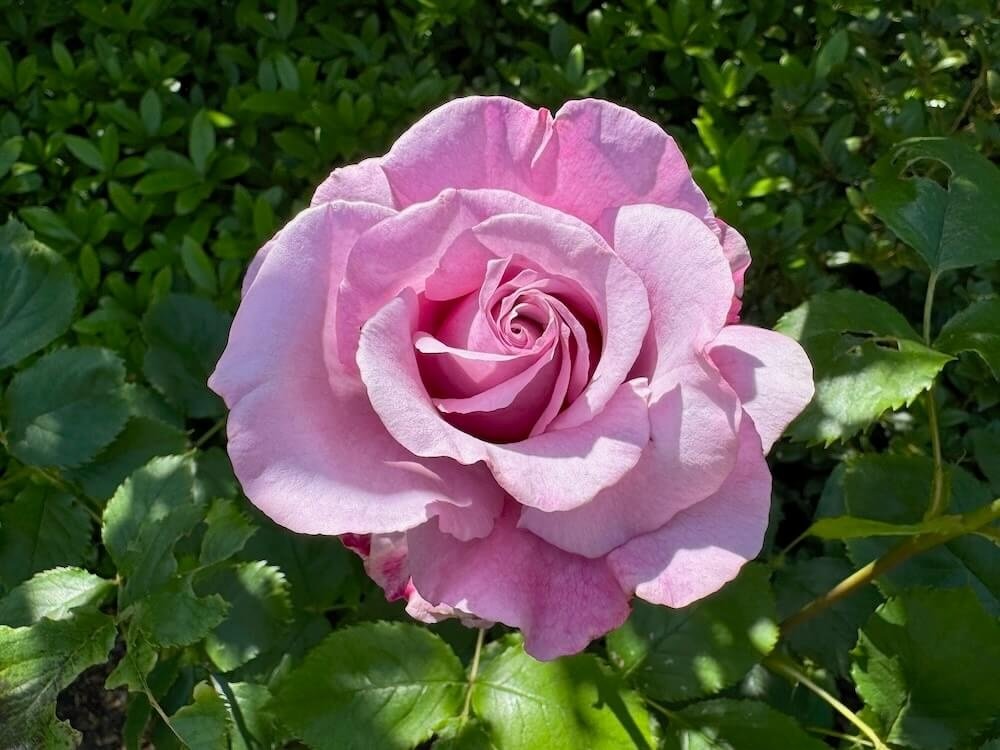 Rosa 'Sweetness'