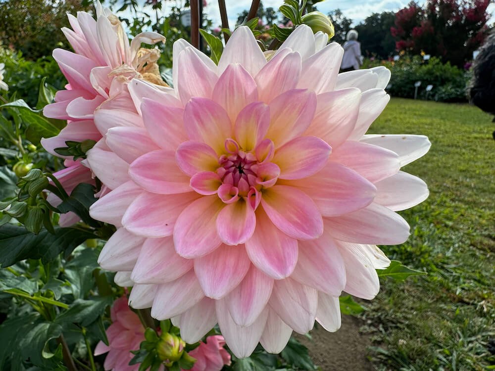 Dahlia 'Gerrie Hoek'
