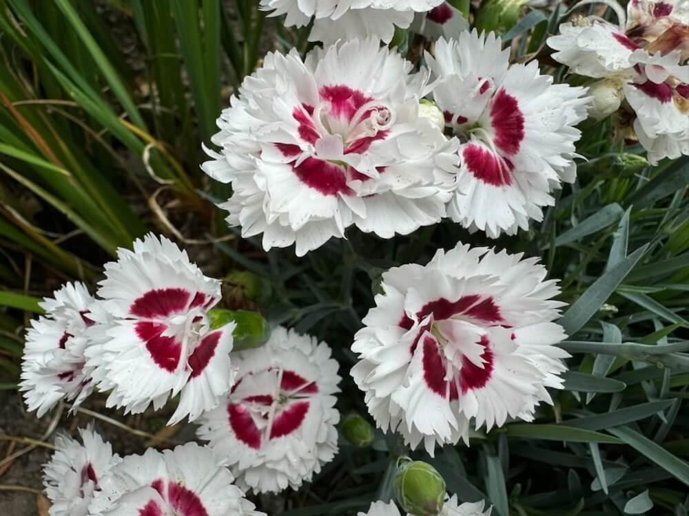 Dianthus hybrida ‘WP13 GIL05’