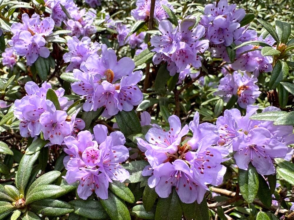 Rhododendron camtschaticum