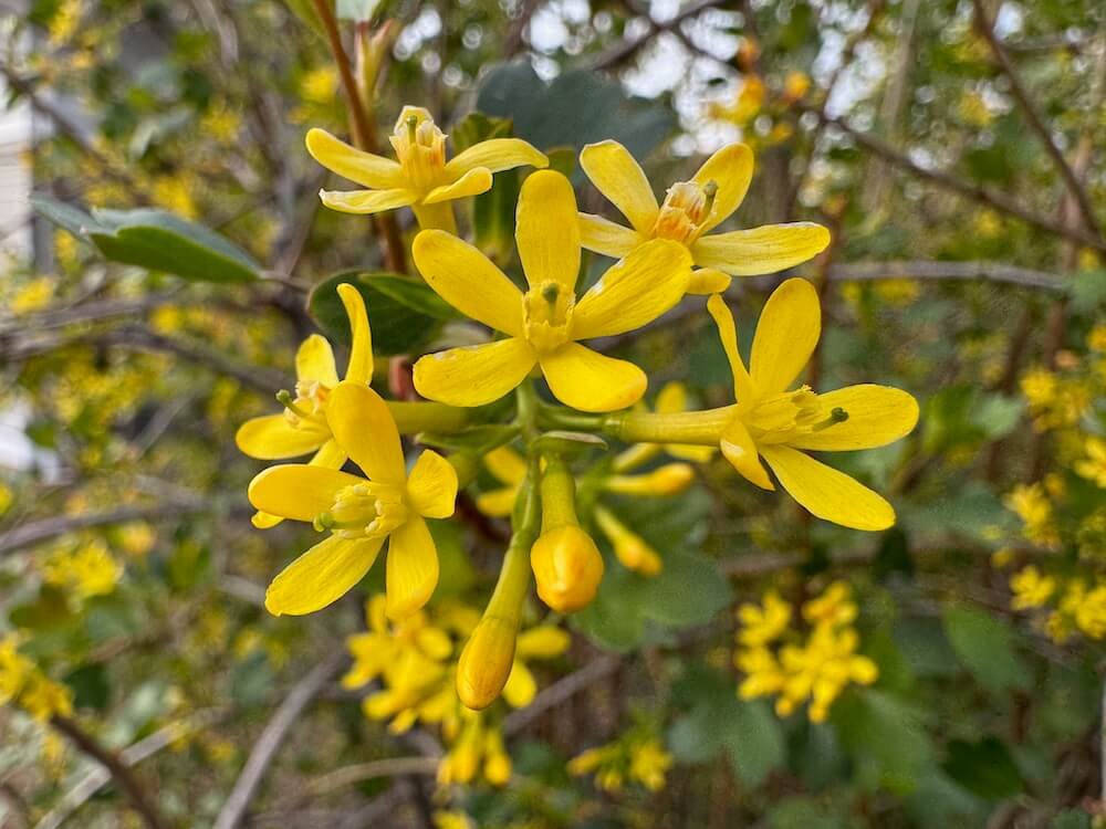 Ribes aureum