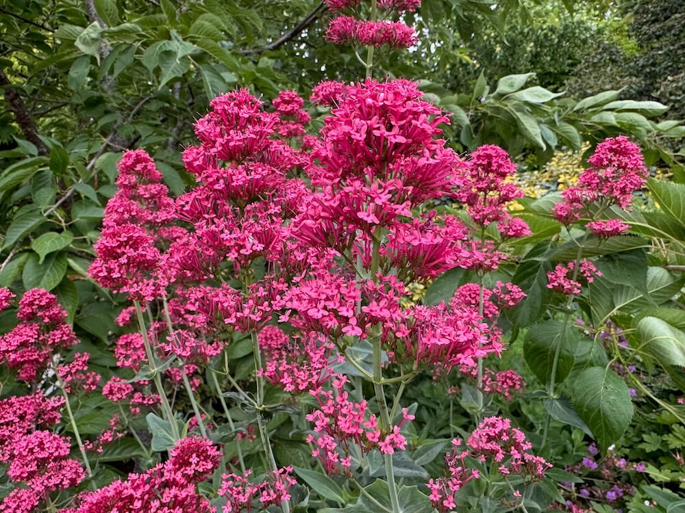 Centranthus ruber