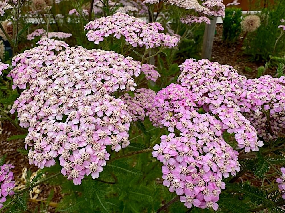 Achillea millefolium 'Lilac Beauty'