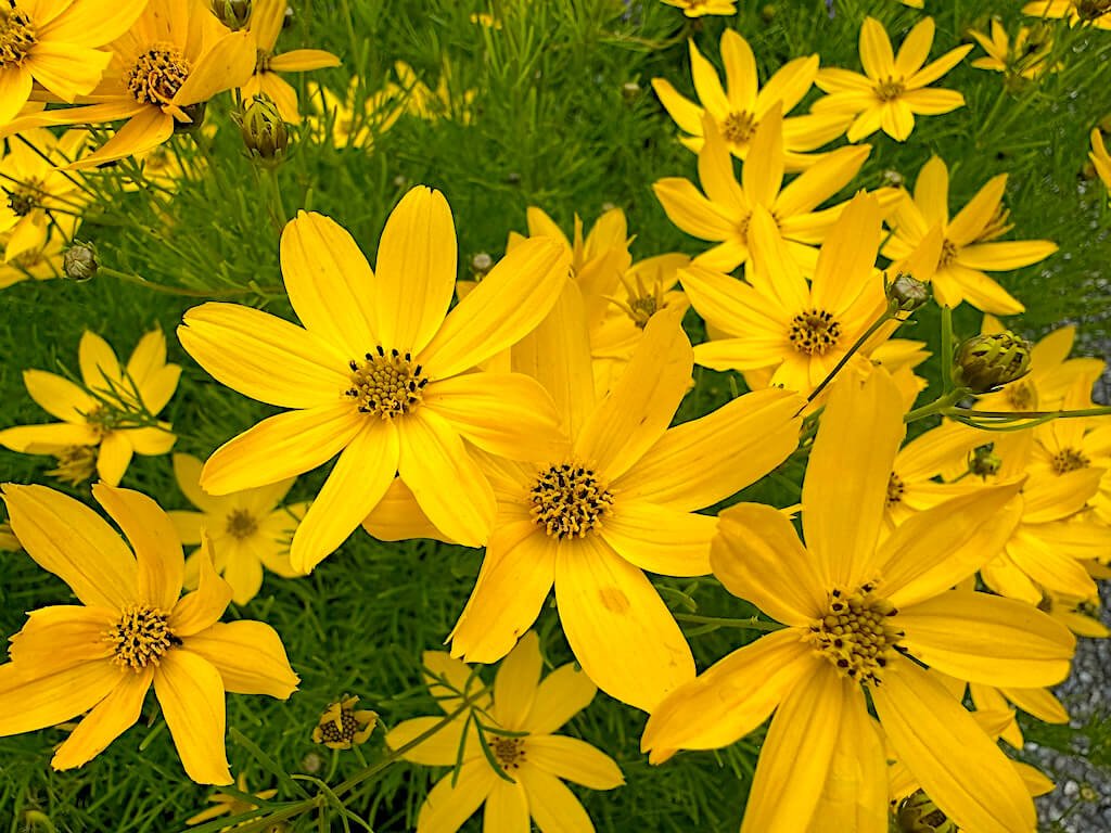 Coreopsis verticillata 'Zagreb'