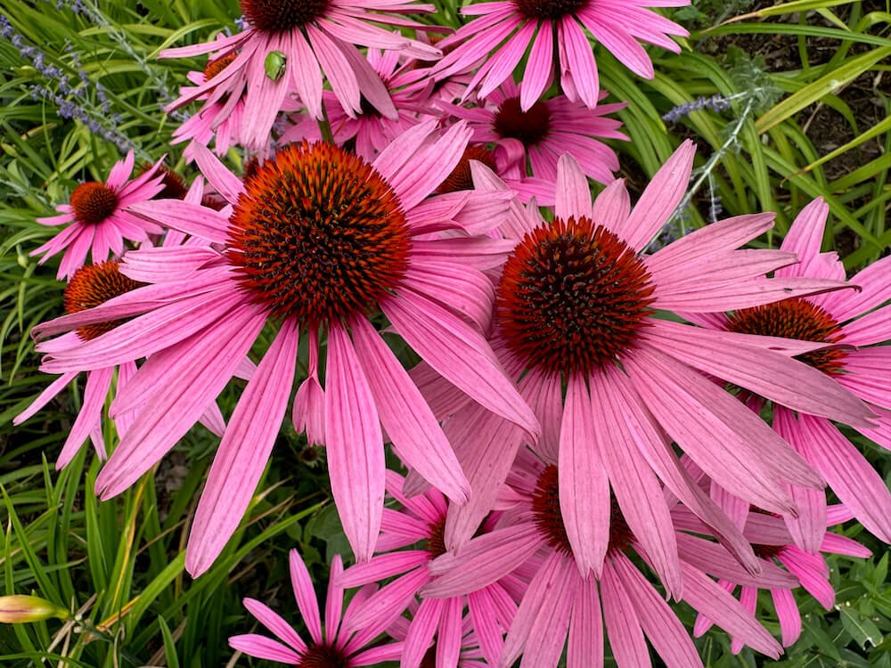 Echinacea purpurea 'After Midnight'