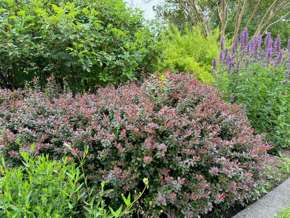 Berberis thunbergii f. atropurpurea 'Atropurpurea Nana'