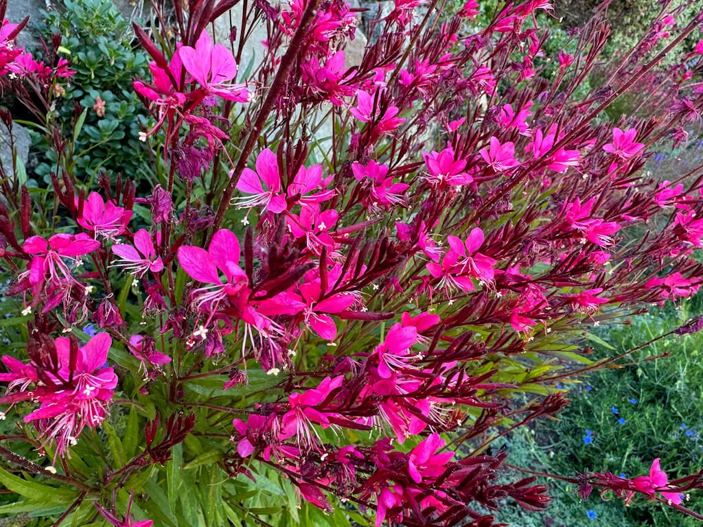 Gaura lindheimeri ‘Bantam Pink’