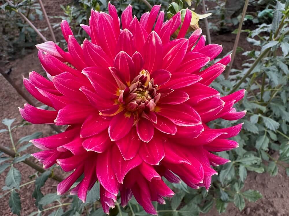 Dahlia 'Hometown Hero'