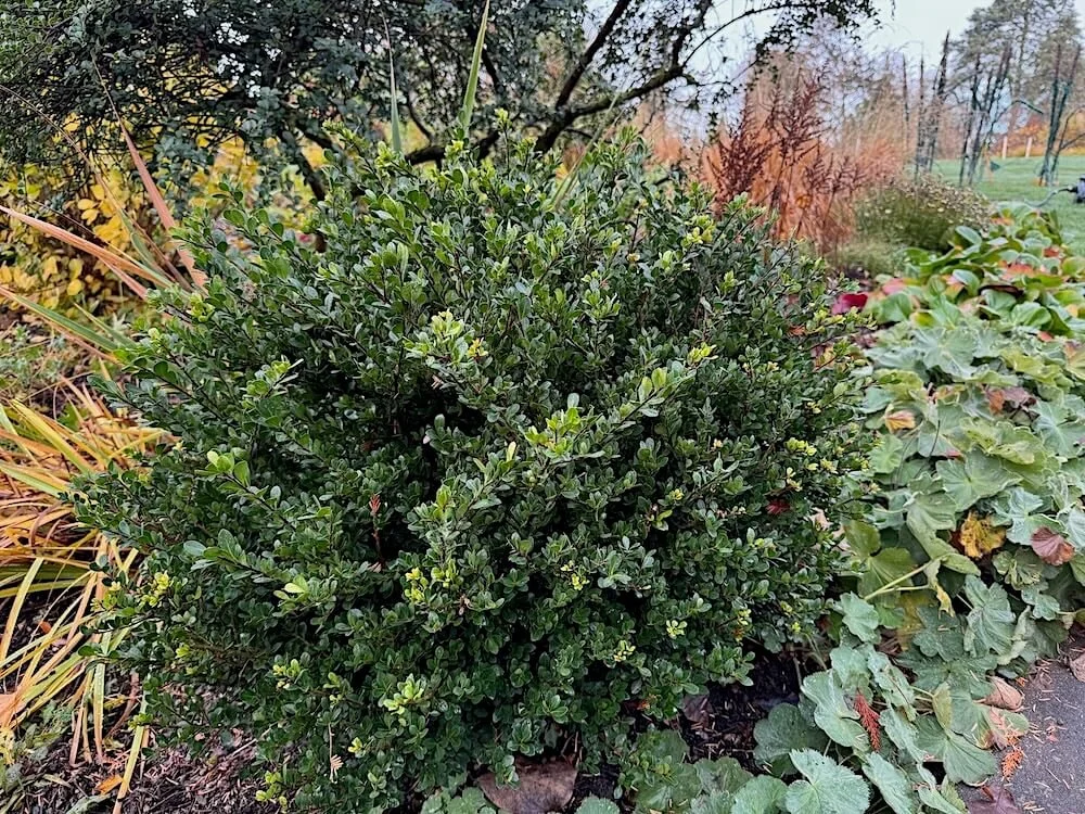 HOLLY (Ilex)