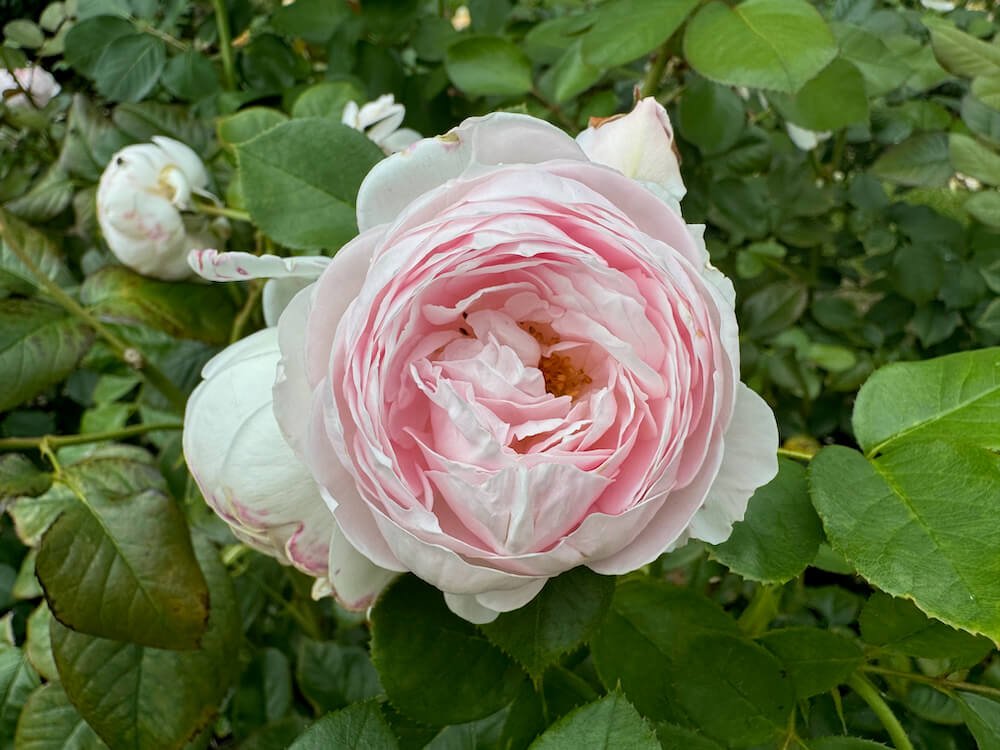 Rosa 'Shirley's Bouquet'