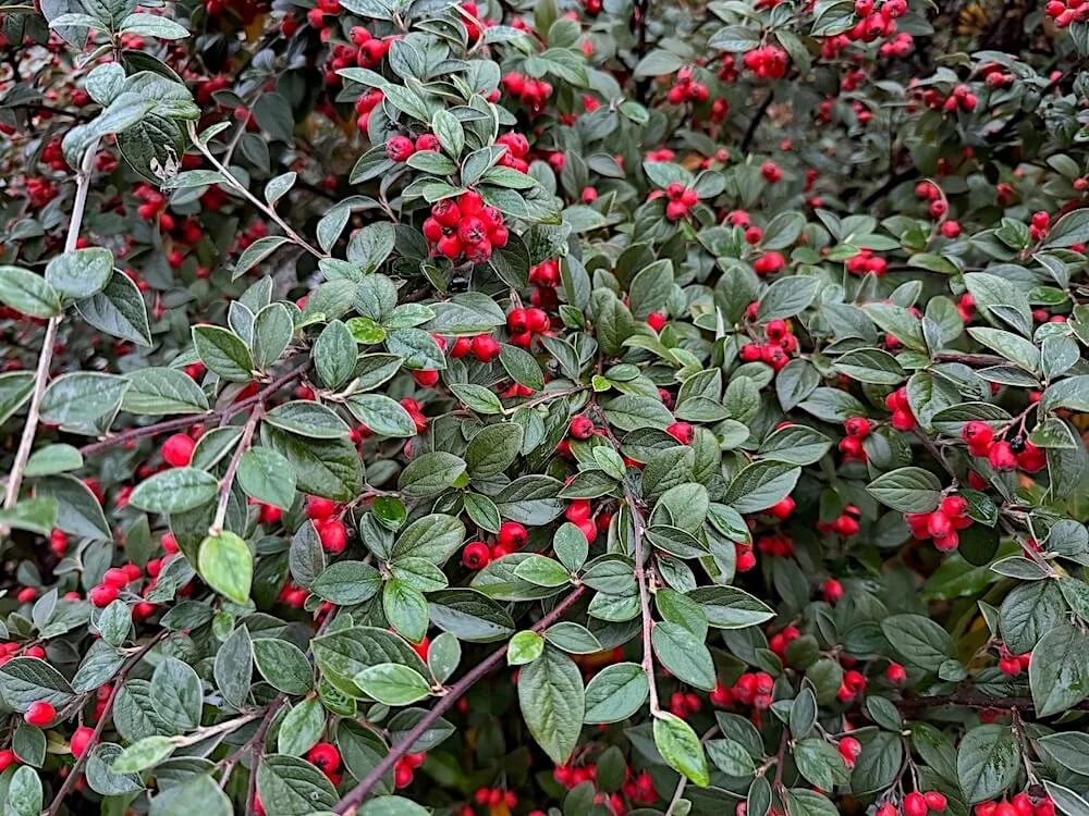 Cotoneaster franchetii