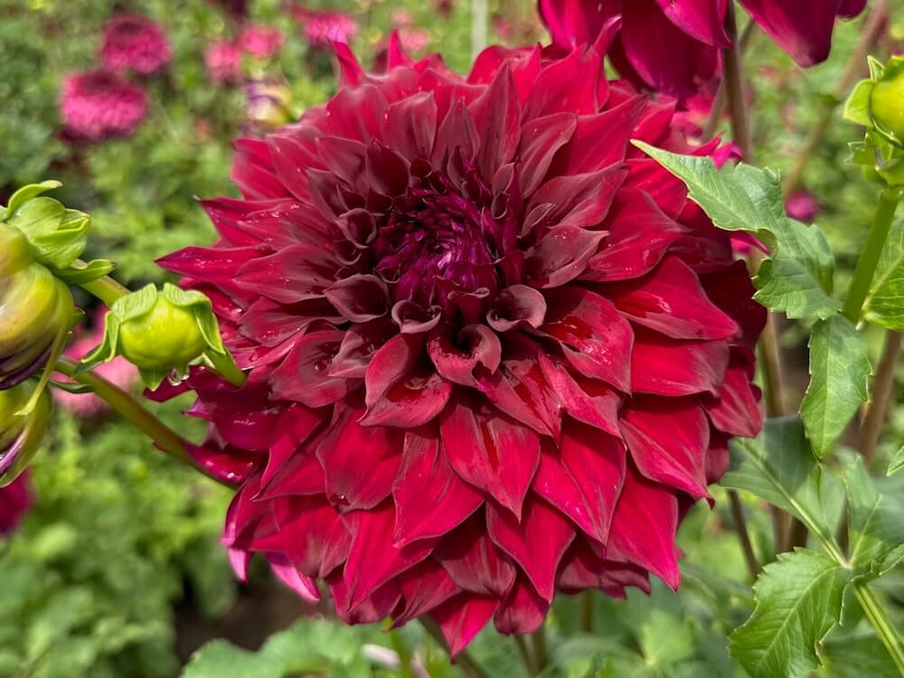 Dahlia 'Spartacus'