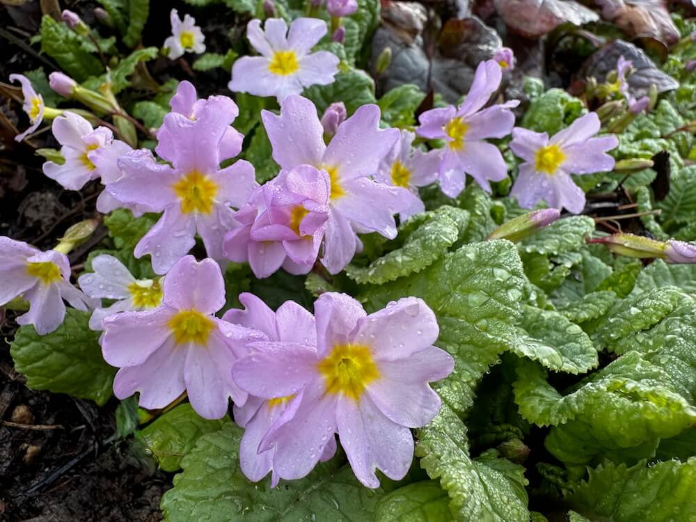 Primula vulgaris ssp. sibthorpii