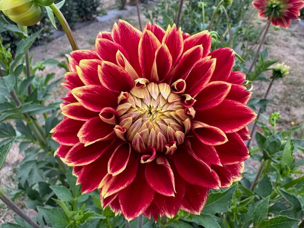 Dahlia 'Dutch Carnival'