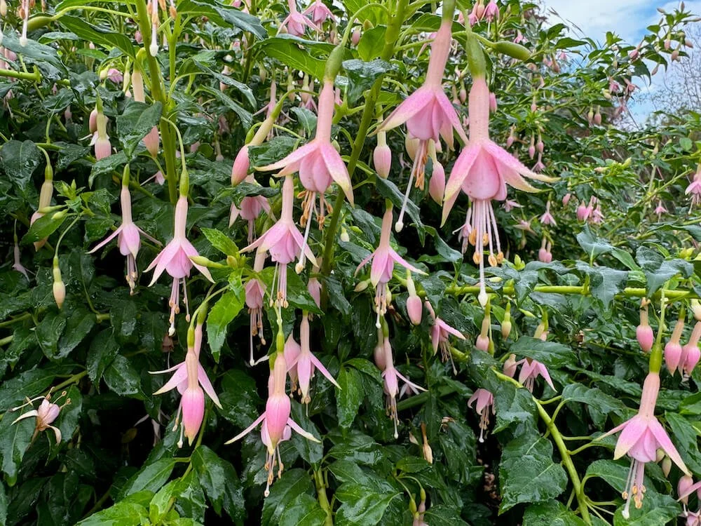 Fuchsia ‘Whiteknights Pearl’