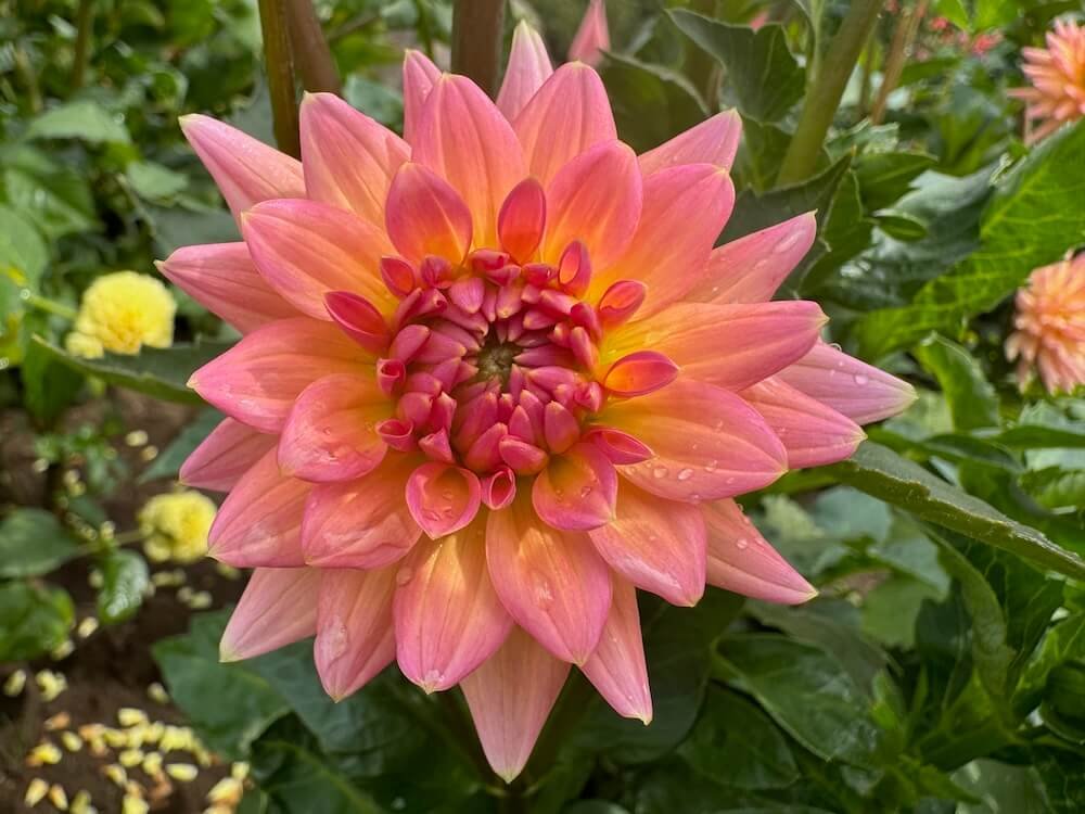 Dahlia 'Mary Jo'