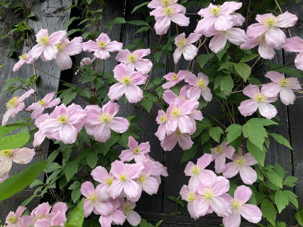 Clematis montana var. rubens 'Mayleen'