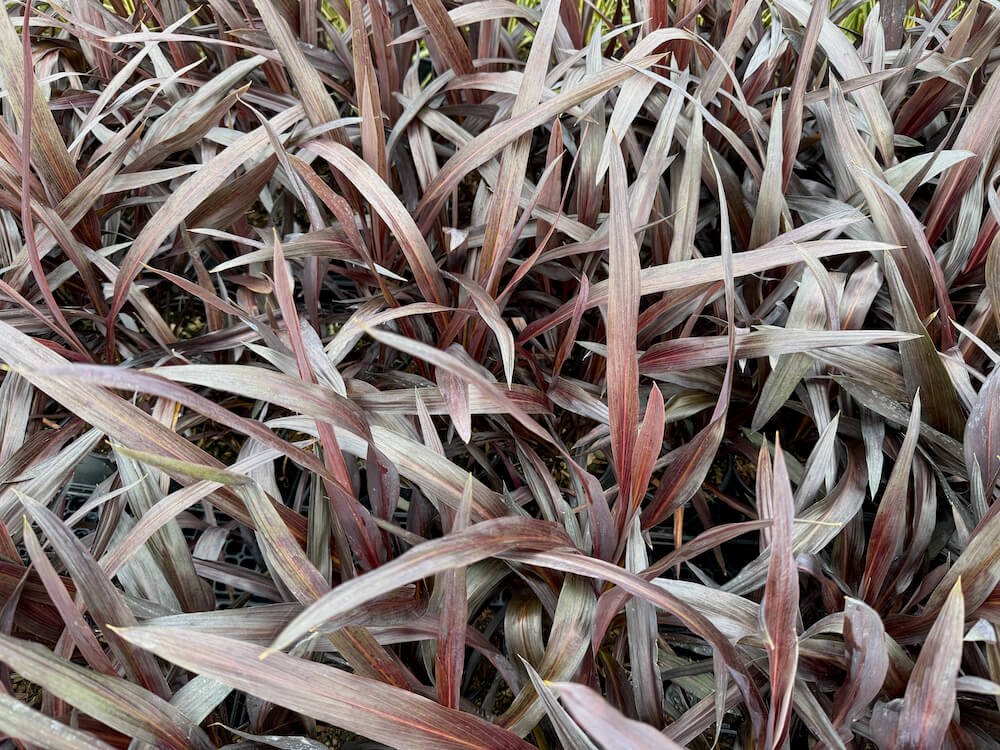 Cordyline australis 'Renegade'