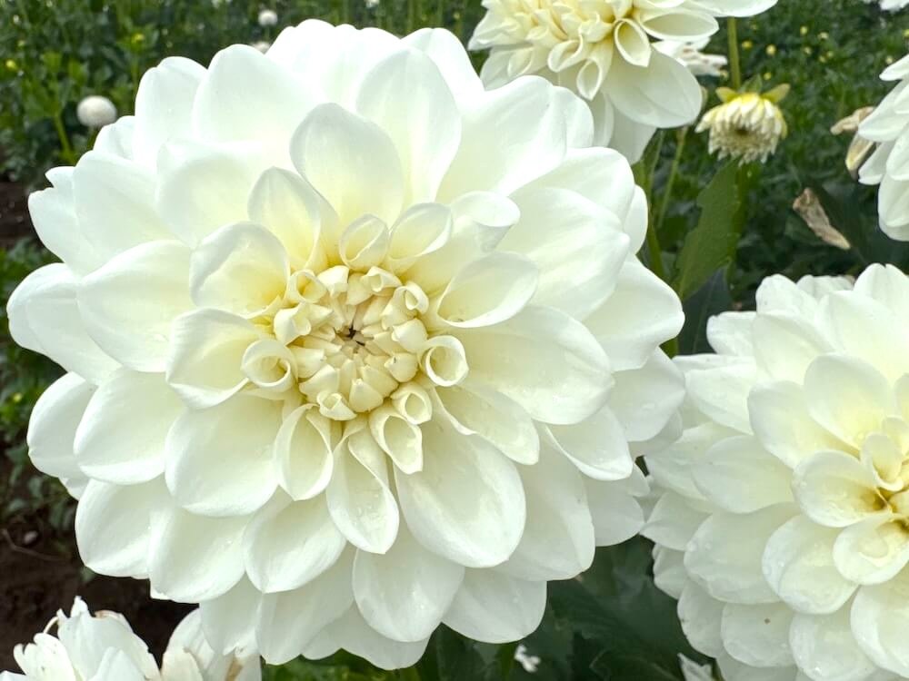 Dahlia 'Mt. Hood'