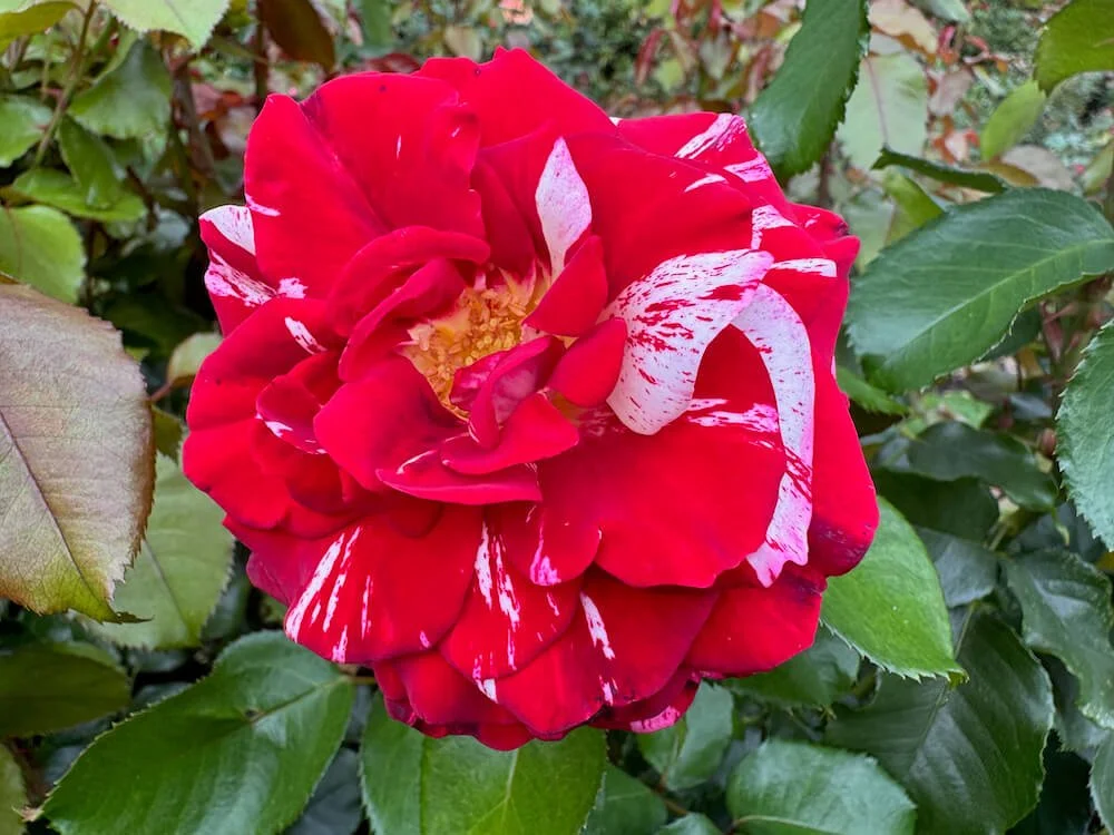 Rosa 'Rock N' Roll'