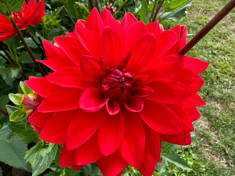 Dahlia 'Angels of 7A'