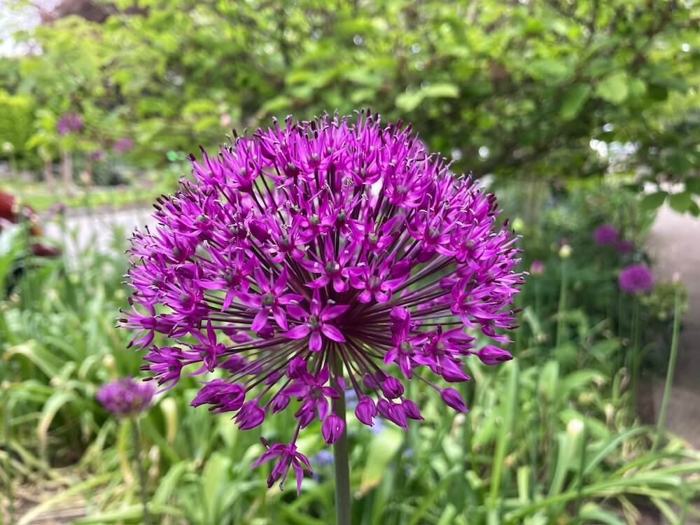 Allium aflatunense 'Purple Sensation'