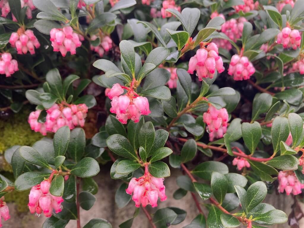 Arctostaphylos uva-ursi ‘Vancouver Jade’