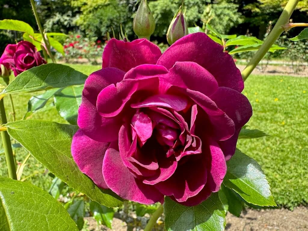 Rosa 'Prose'