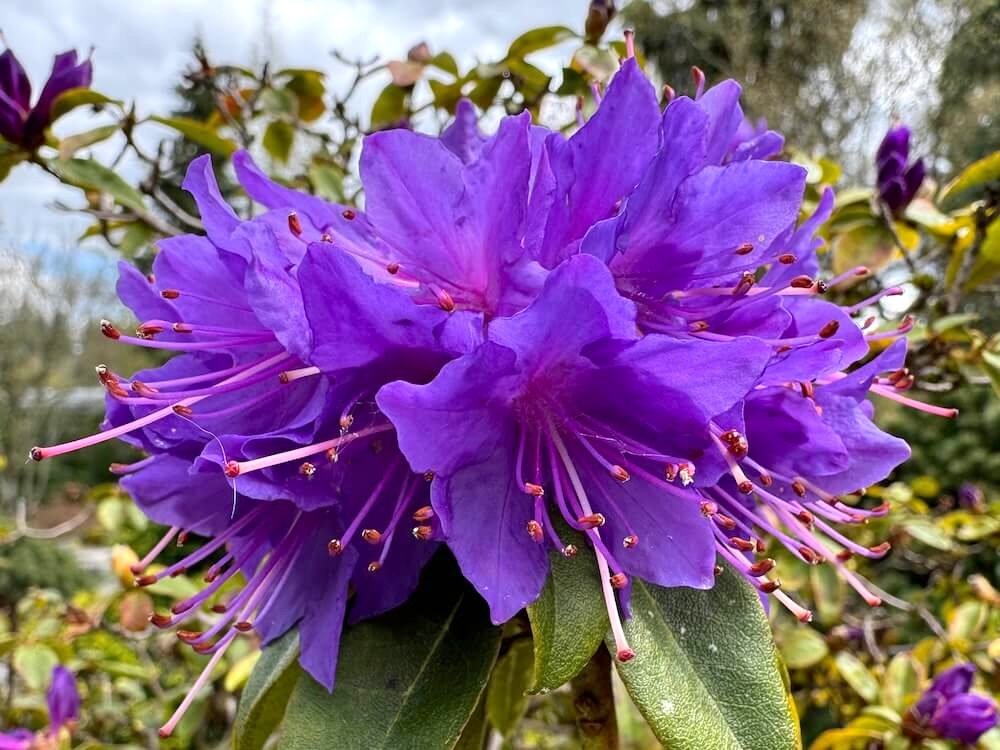 Rhododendron minus x hanceanum