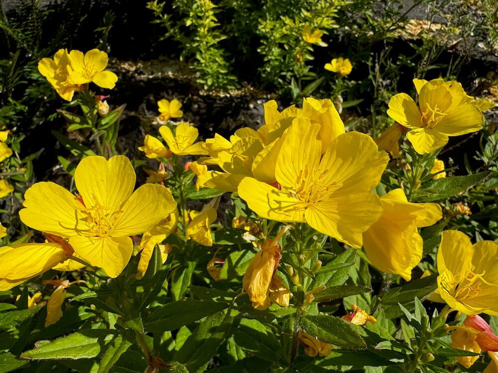 Oenothera fruticosa