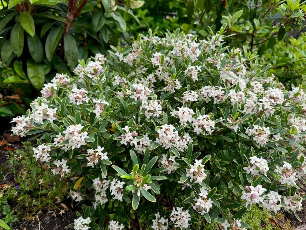 Daphne x burkwoodii 'Carol Mackie'