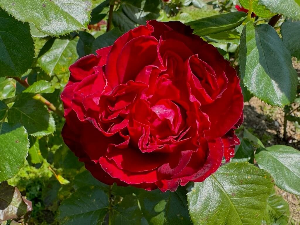 Rosa 'Traviata'