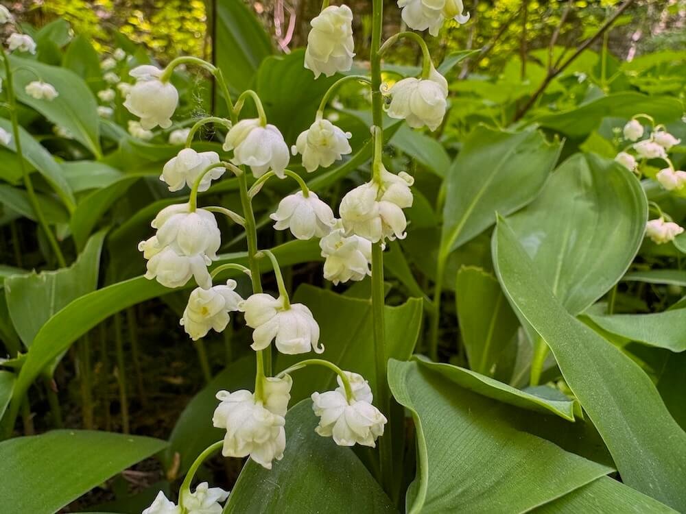 Convallaria majalis 'Prolificans'