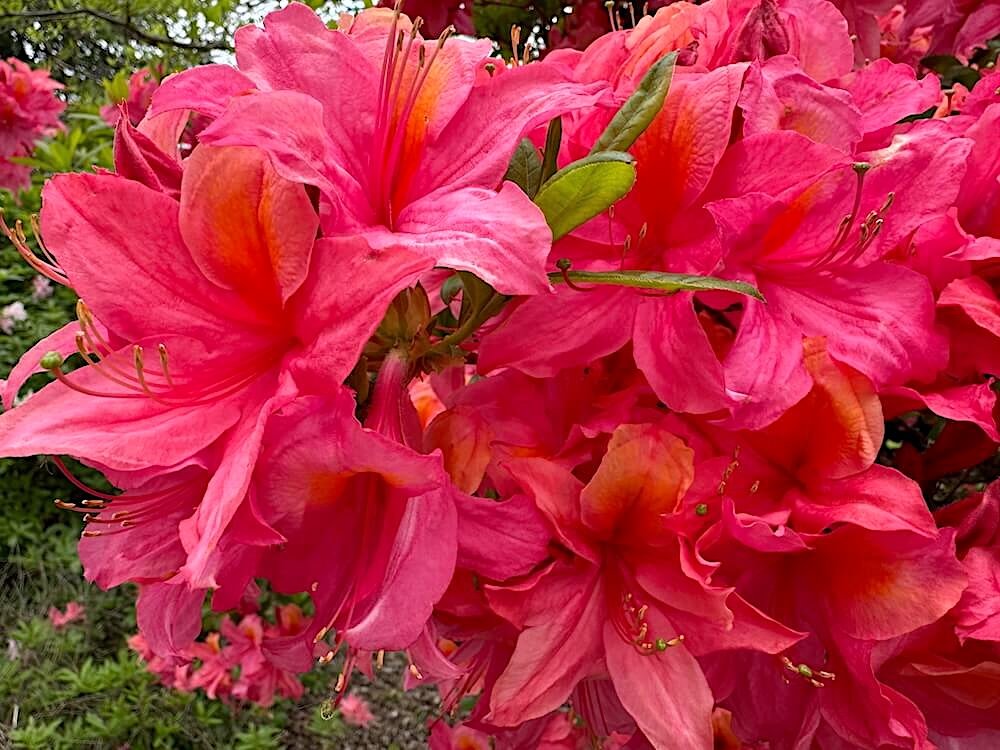 Rhododendron 'Sweet Reward Coral'