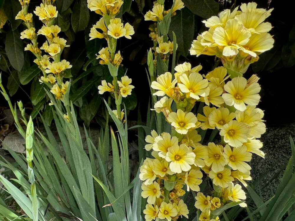 Sisyrinchium striatum