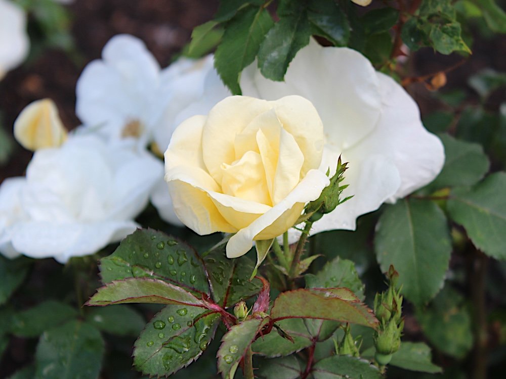 Rosa 'White Out'