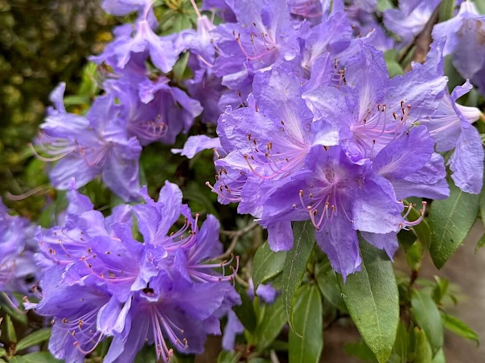 Rhododendron augustinii