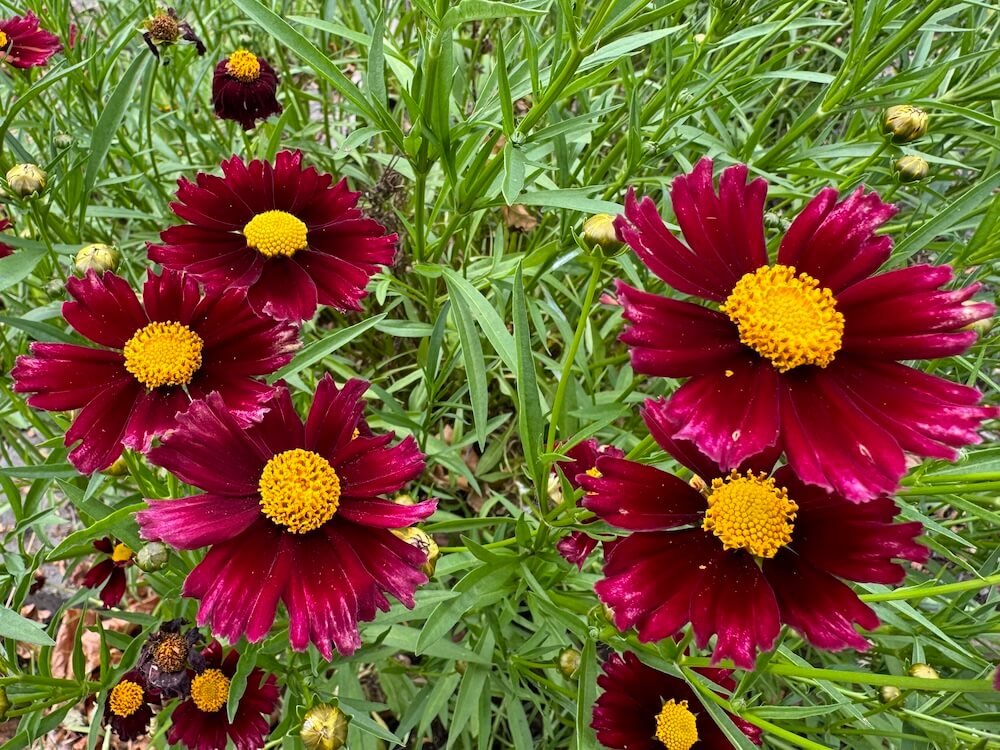 Coreopsis 'Red Elf'
