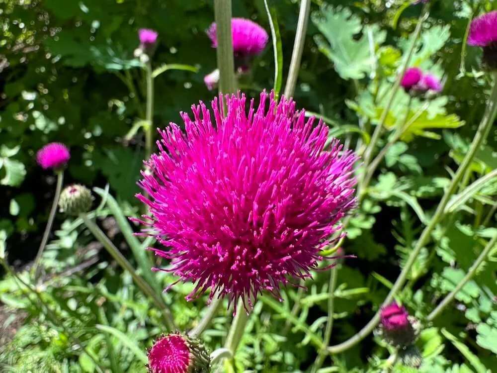 Cirsium rivulare ‘Atropurpureum’